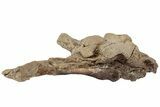 Fossil Mosasaur (Platecarpus) Brain Case - Kansas #197530-3